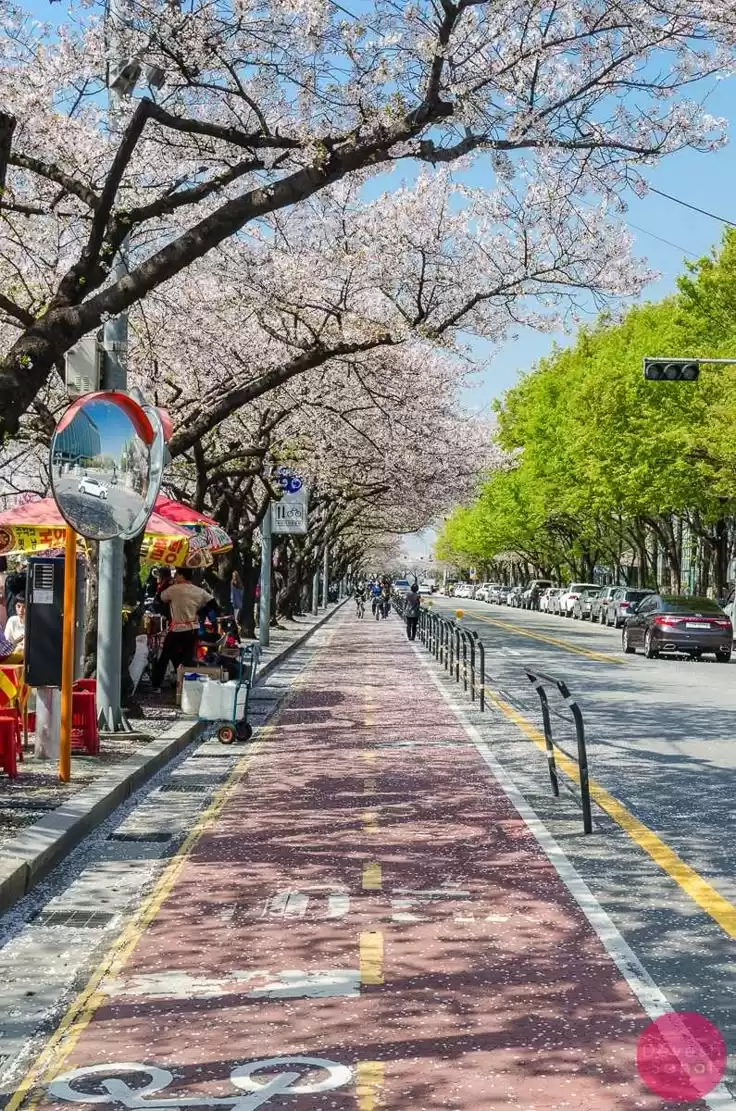 Seoul City Explores 
